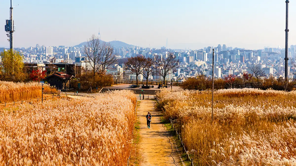 하늘공원 억새 하늘공원 억새