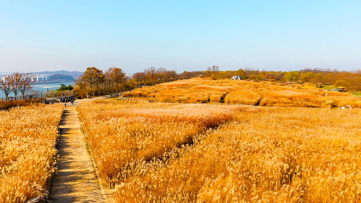 하늘공원 억새 명소 하늘공원 억새 명소