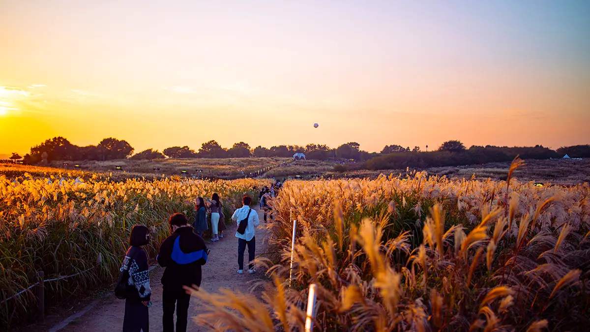 하늘공원 억새 노을 하늘공원 억새 노을