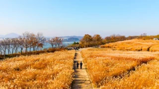 서울 하늘공원 억새