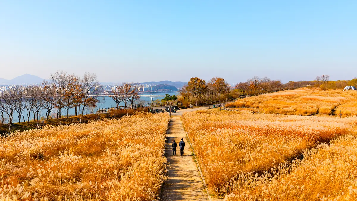 서울 하늘공원 억새 서울 하늘공원 억새