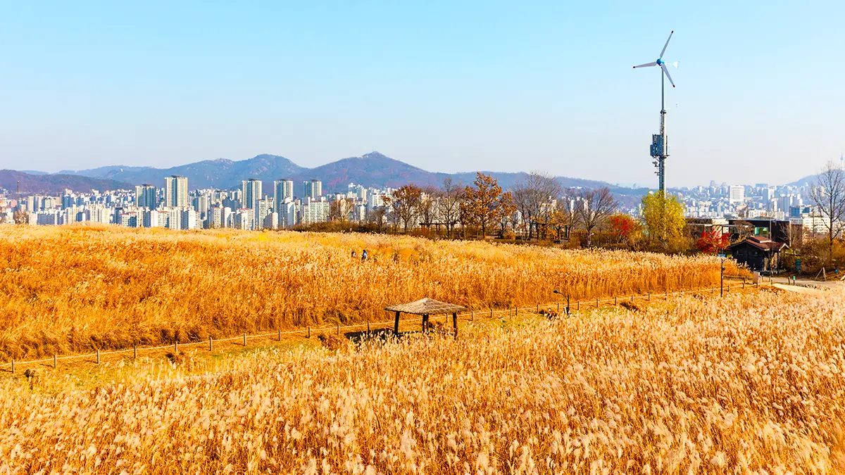 마포 하늘공원 억새 마포 하늘공원 억새