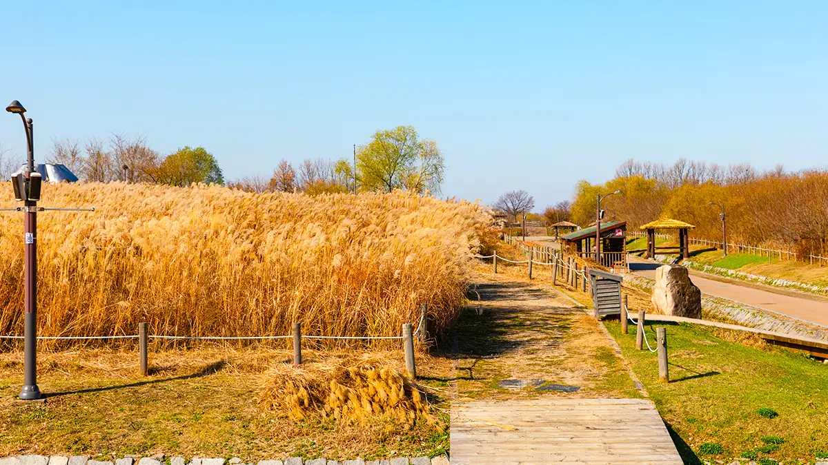 마포 하늘공원 억새 전경 마포 하늘공원 억새 전경