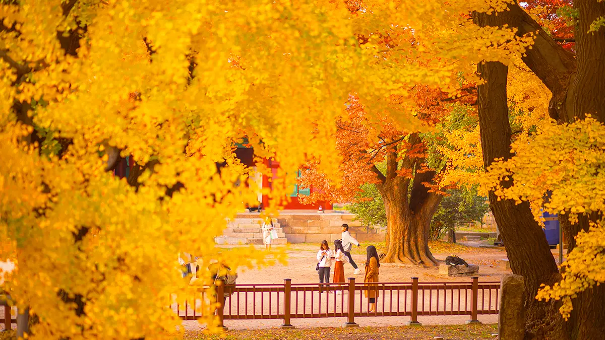 명륜당 은행나무 명륜당 은행나무