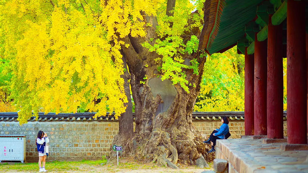 성균관 명륜당 천연기념물 성균관 명륜당 천연기념물