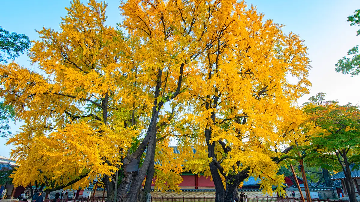 성균관 명륜당 은행나무