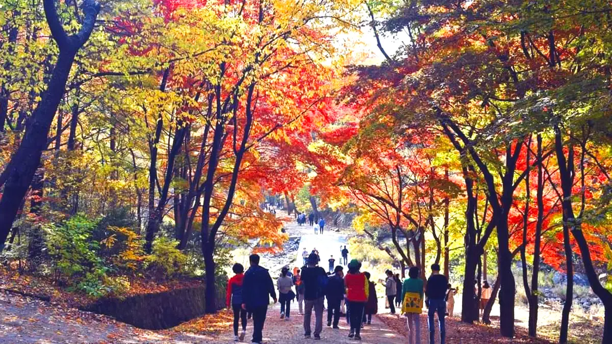 서울대 안양수목원 단풍 모습 서울대 안양수목원 단풍 모습