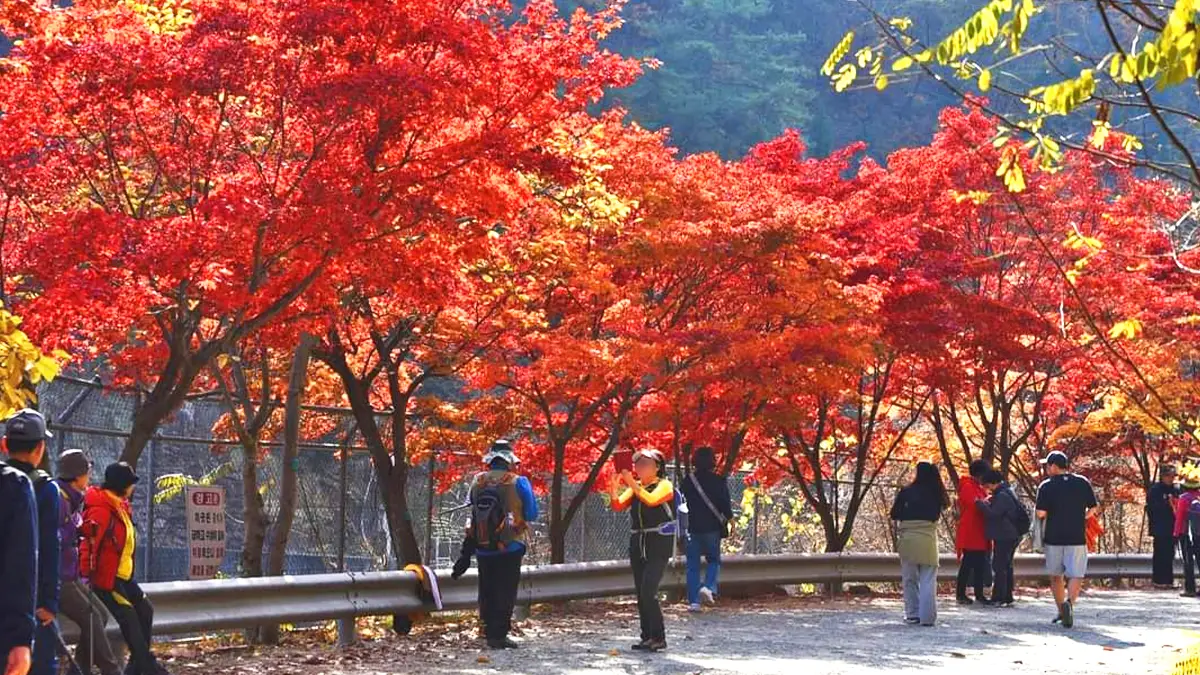 서울대 안양수목원 단풍 서울대 안양수목원 단풍