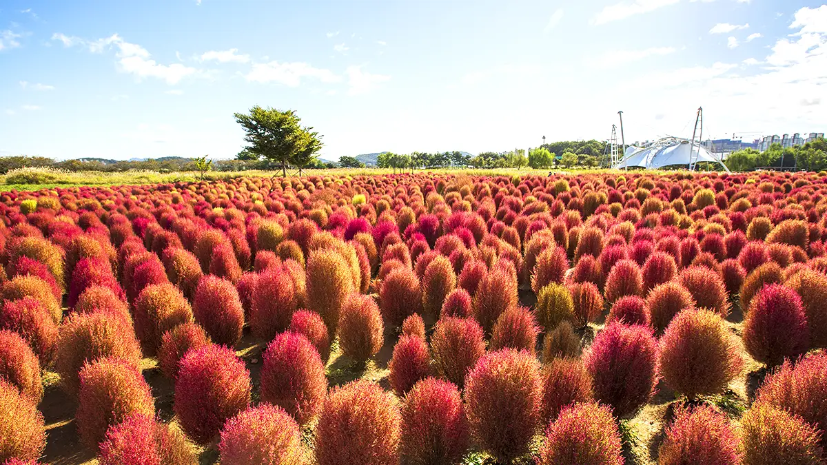 시흥 갯골생태공원 붉은 댑싸리