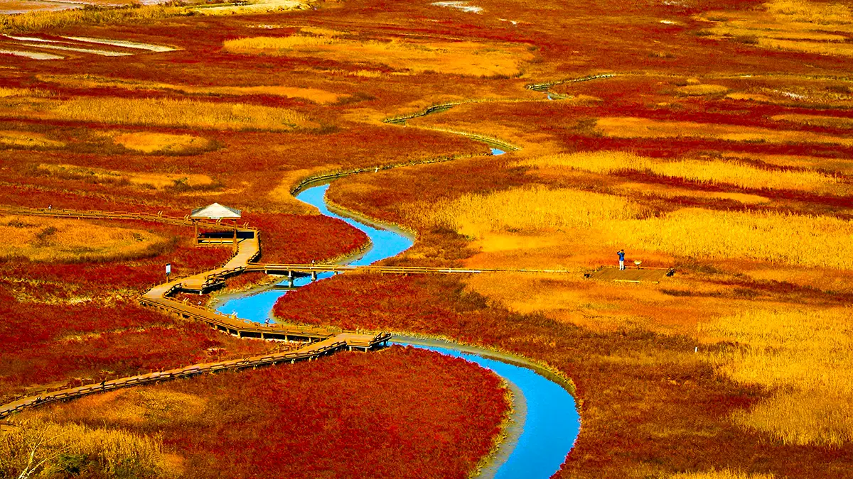 신안 증도 함초