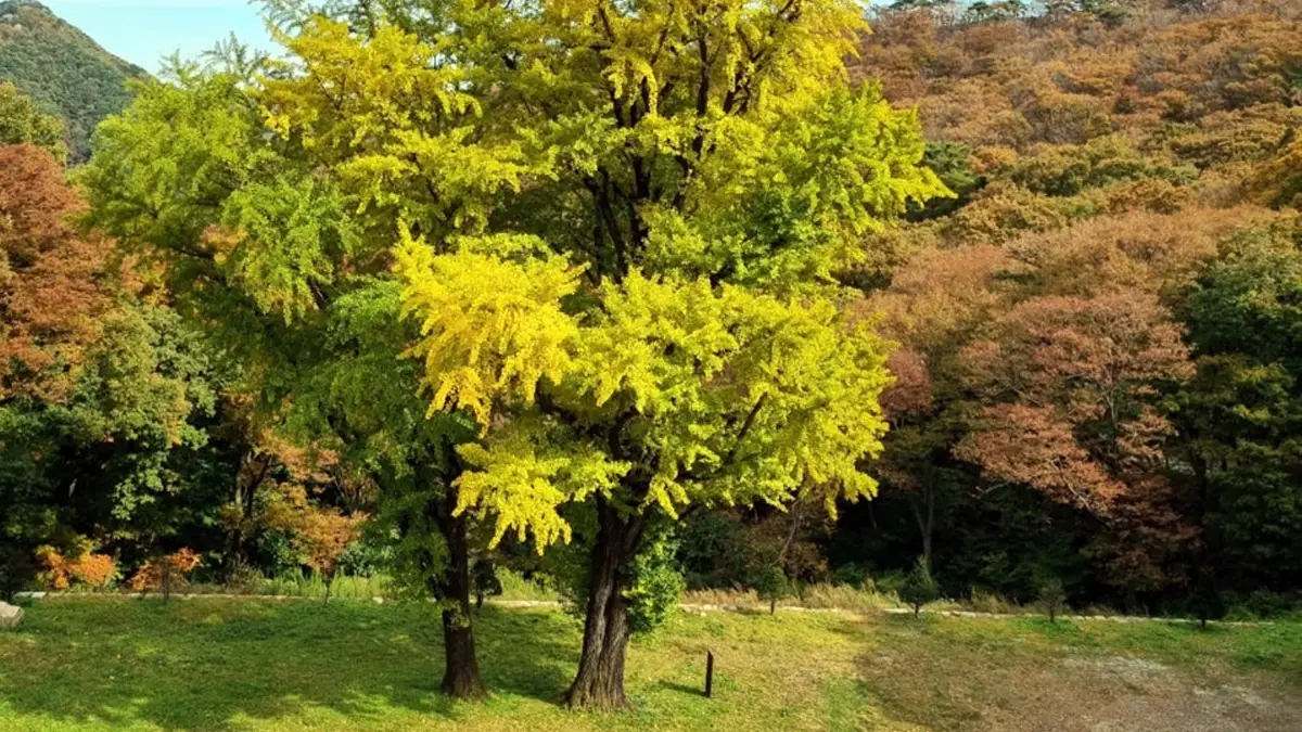 순창 구암사 은행나무 순창 구암사 은행나무