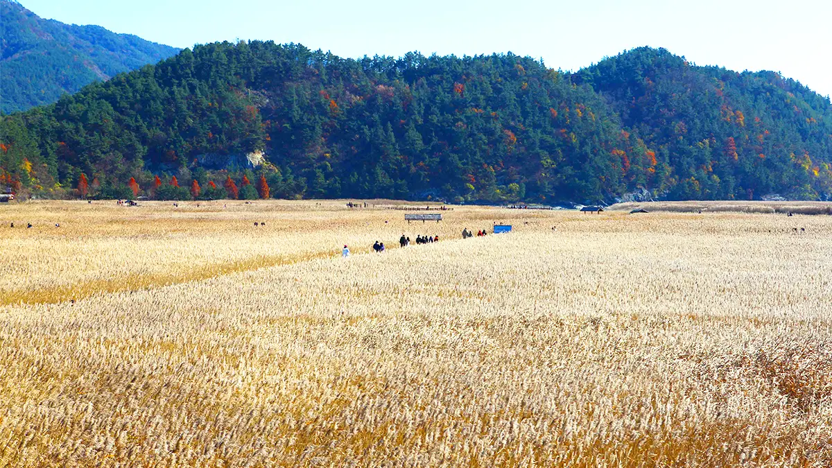 순천만습지 갈대밭 풍경 순천만습지 갈대밭 풍경