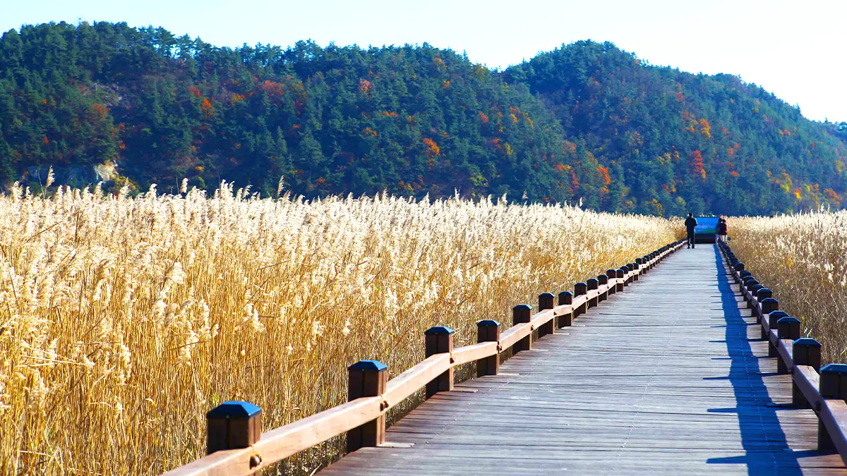 순천만습지 갈대 모습 순천만습지 갈대 모습