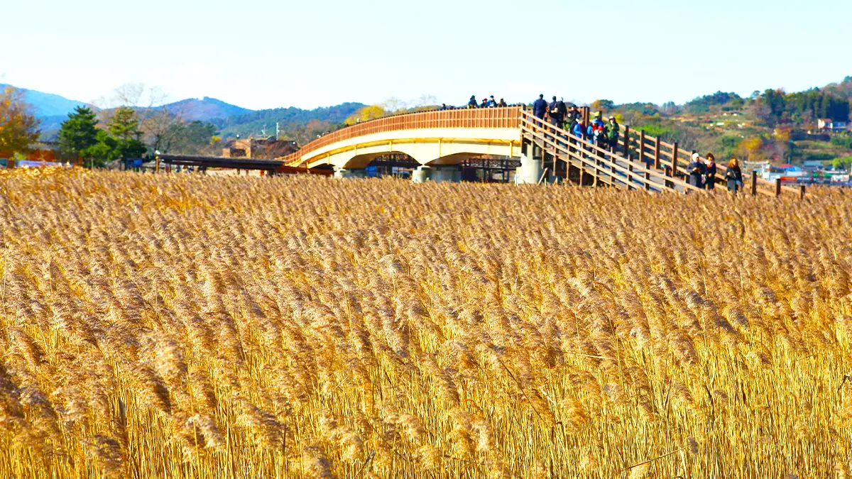 순천만습지 갈대밭 데크길 순천만습지 갈대밭 데크길