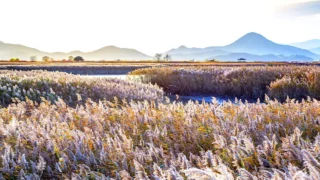 순천만습지 갈대밭