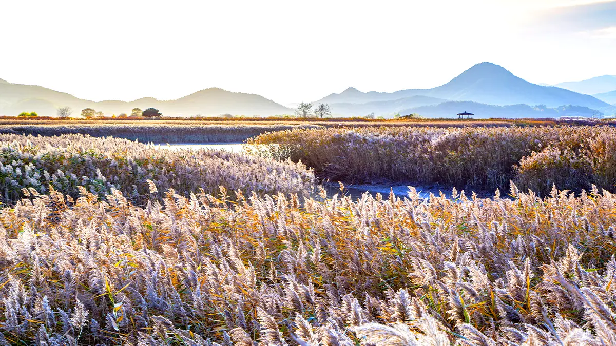 순천만습지 갈대밭