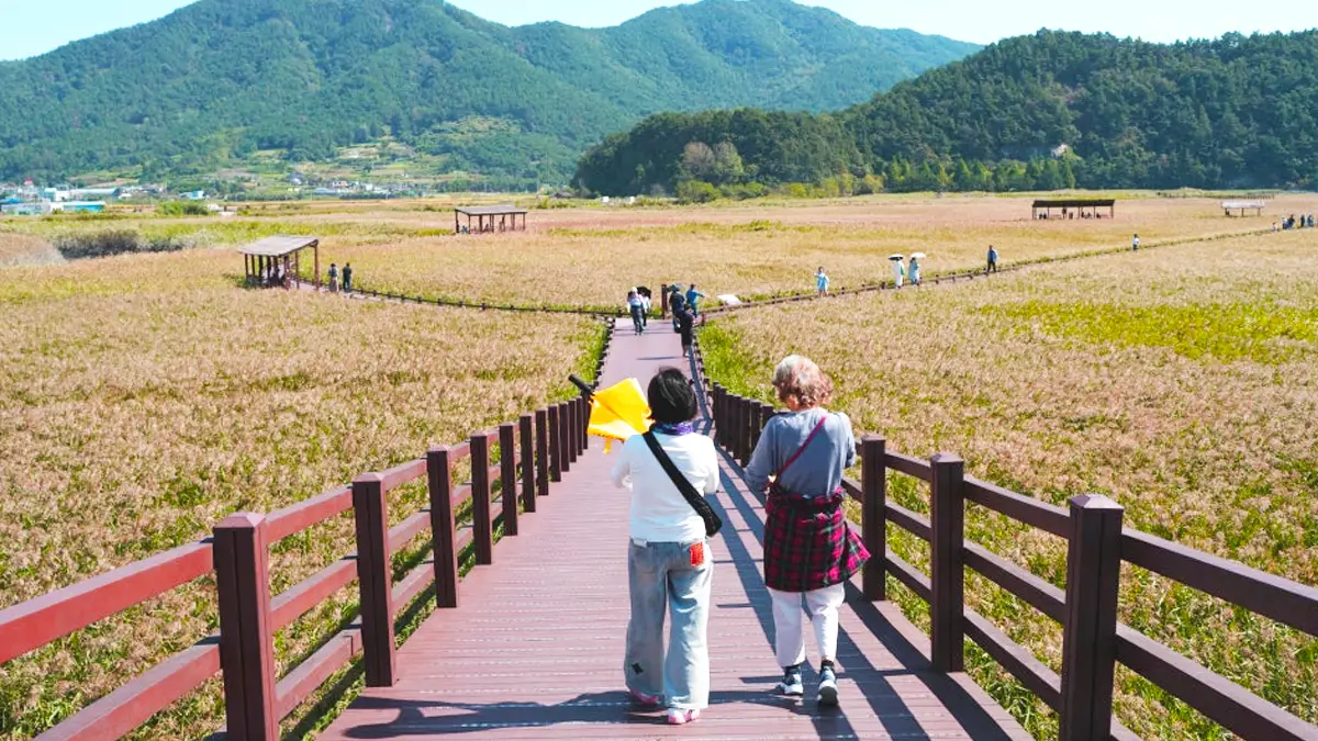 순천만습지 갈대밭 산책 순천만습지 갈대밭 산책