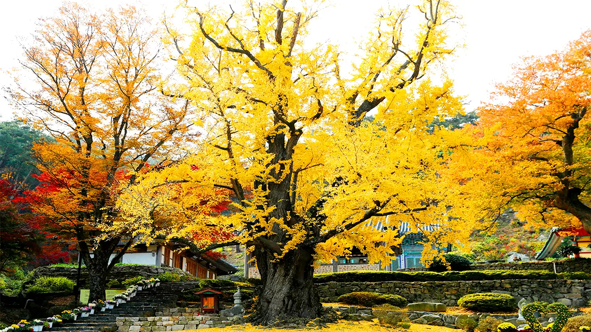 태안 흥주사 은행나무