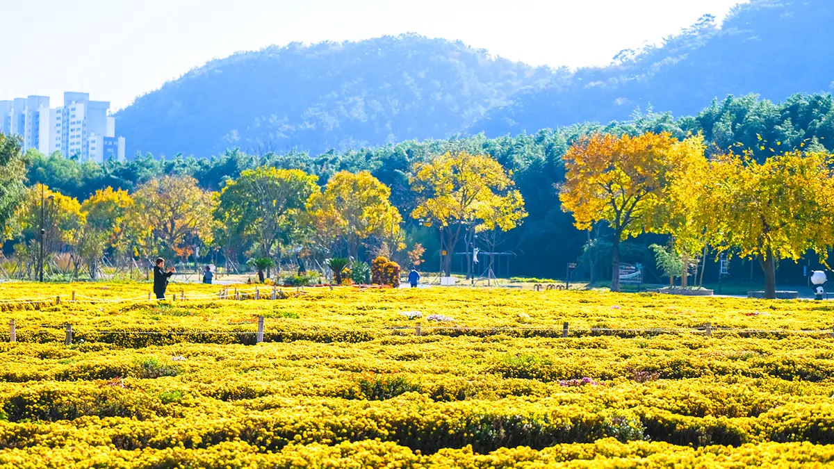 태화강 국가정원 국화 태화강 국가정원 국화