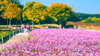 태화강 국가정원 코스모스