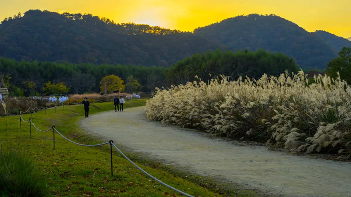 태화강 국가정원 억새 노을 태화강 국가정원 억새 노을