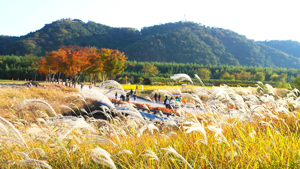 태화강 국가정원 억새 태화강 국가정원 억새