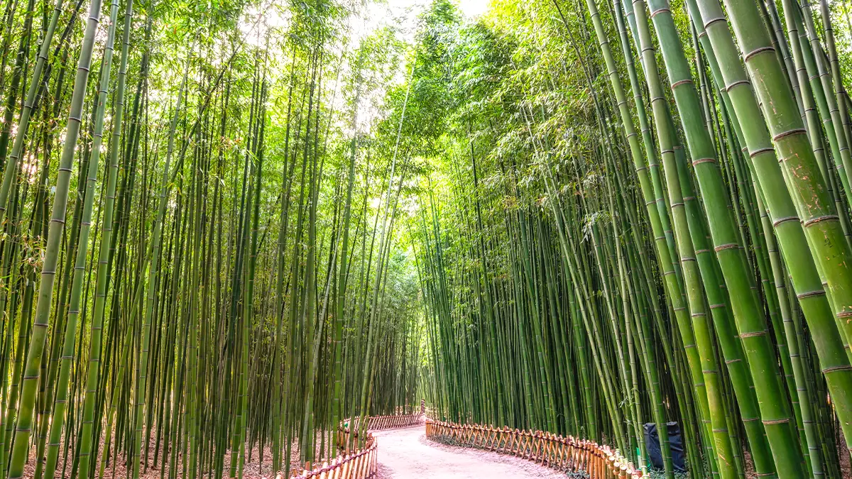 십리대숲 십리대숲