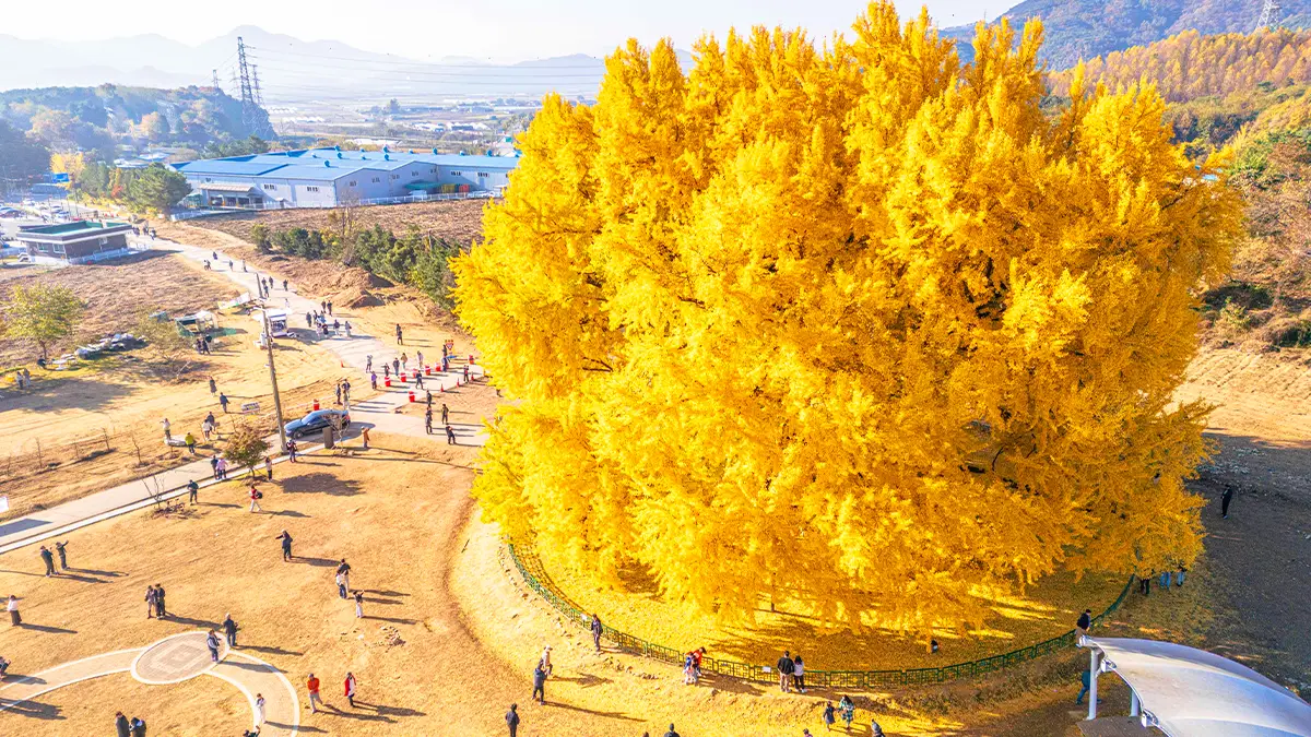 원주 반계리 은행나무