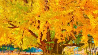 원주 반계리 은행나무