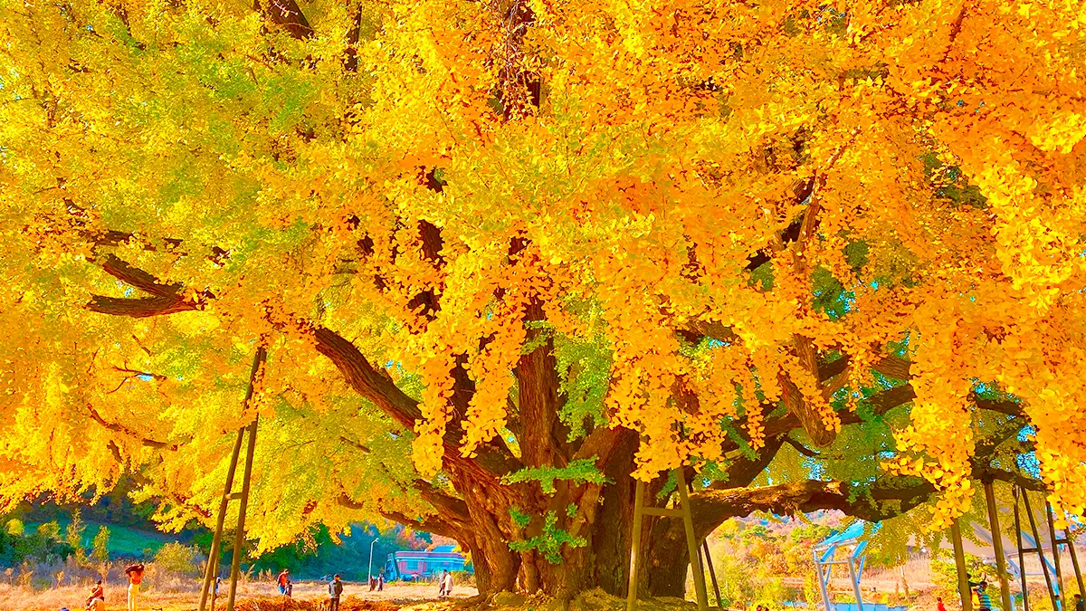 원주 반계리 은행나무