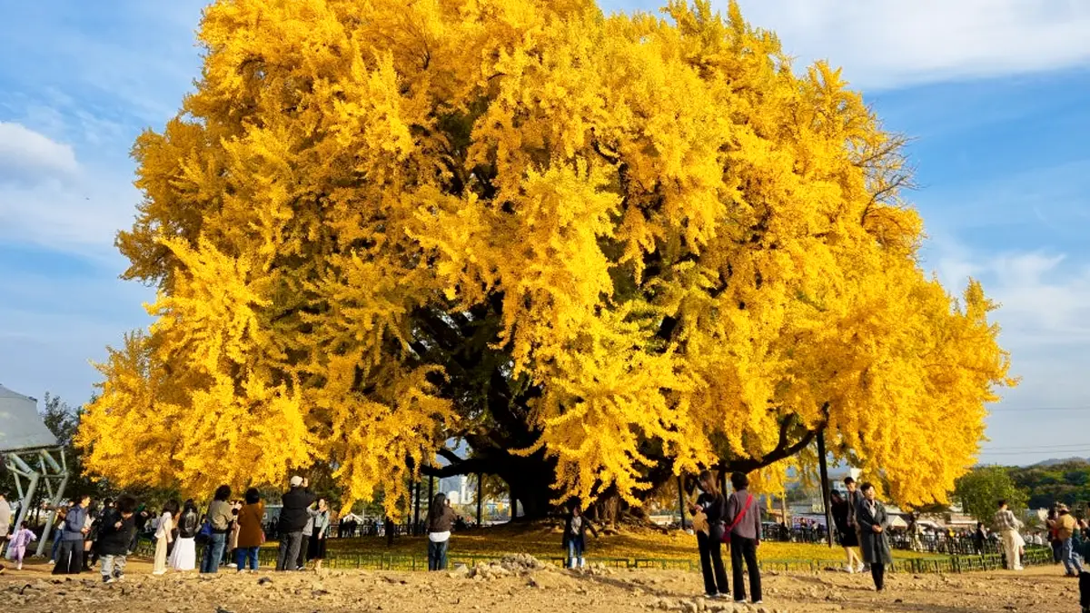 반계리 은행나무 반계리 은행나무