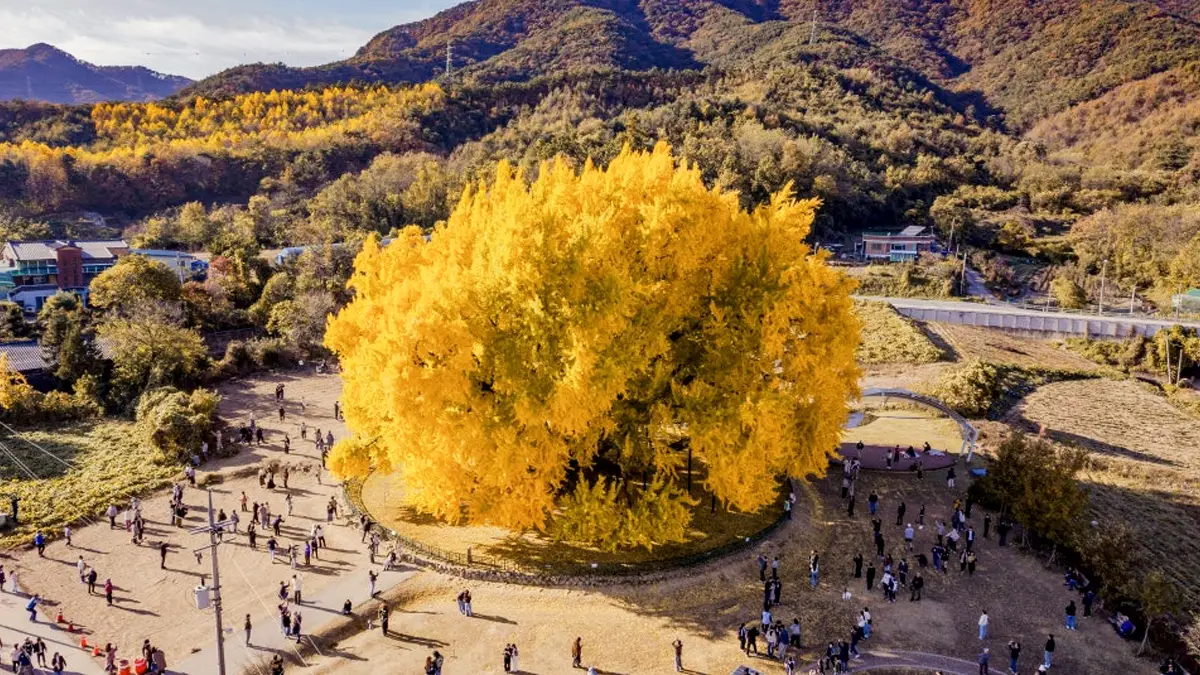 반계리 은행나무 전경