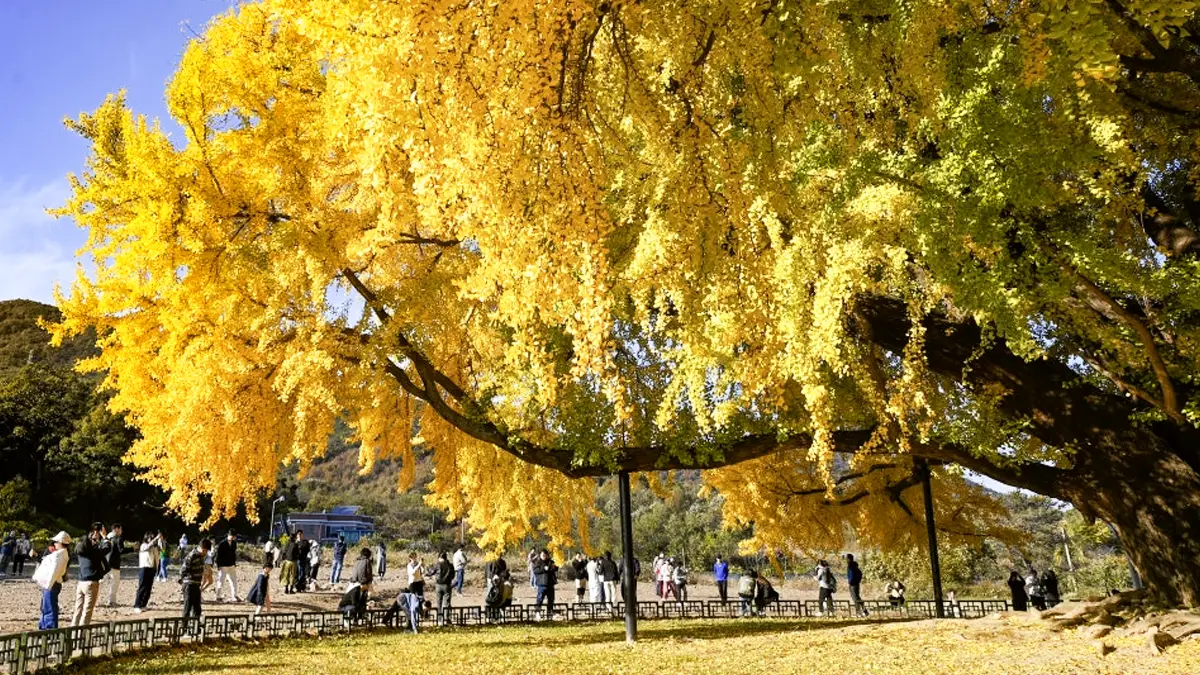 반계리 은행나무 단풍 반계리 은행나무 단풍