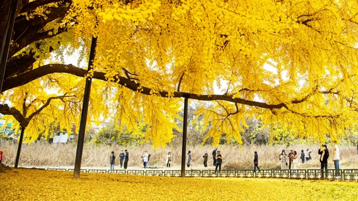 원주 반계리 은행나무 원주 반계리 은행나무