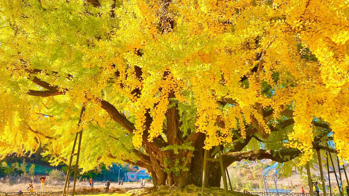 반계리 은행나무 풍경 반계리 은행나무 풍경