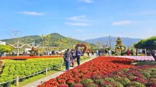 2024 양산국화축제