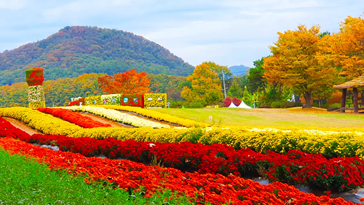 연천 국화축제 연천 국화축제