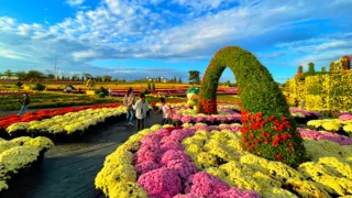 연천 국화축제 전경