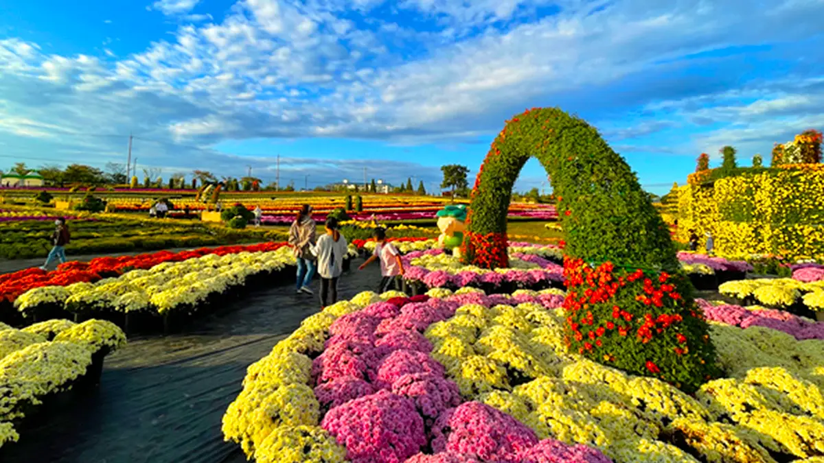 연천 국화축제 전경