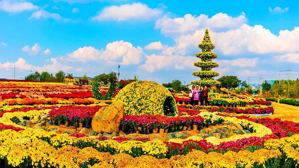 연천 국화축제 풍경 연천 국화축제 풍경