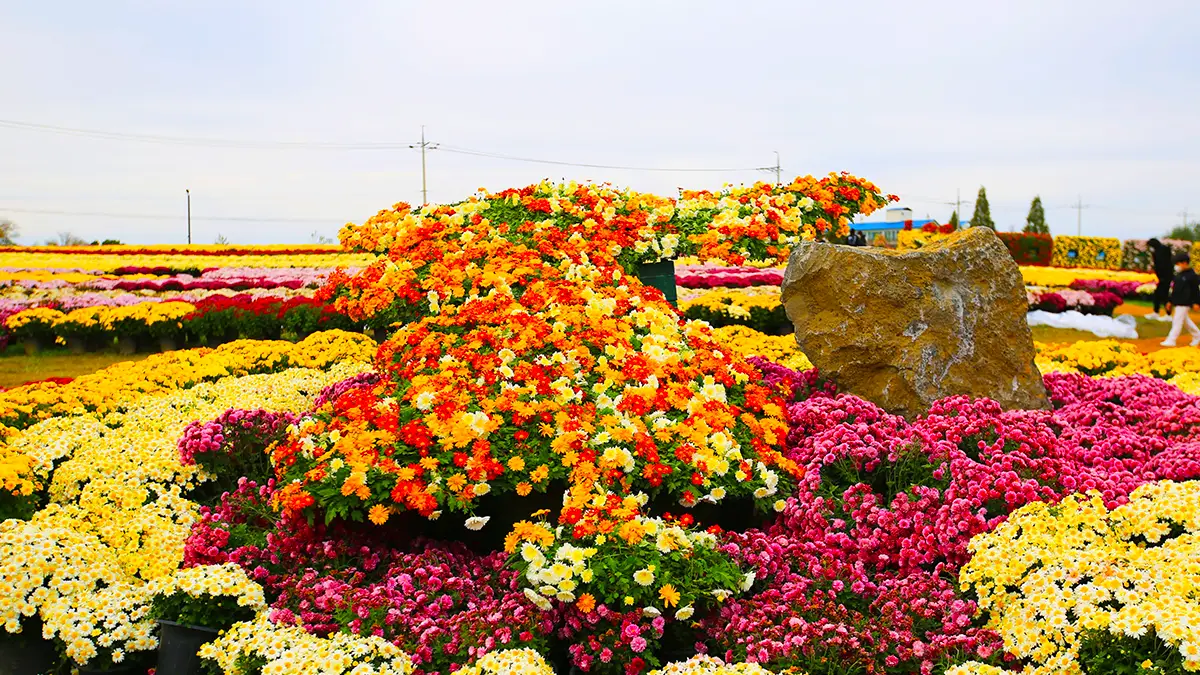연천 전곡리유적 국화축제 연천 전곡리유적 국화축제