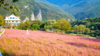 영월 홍메밀축제 홍메밀