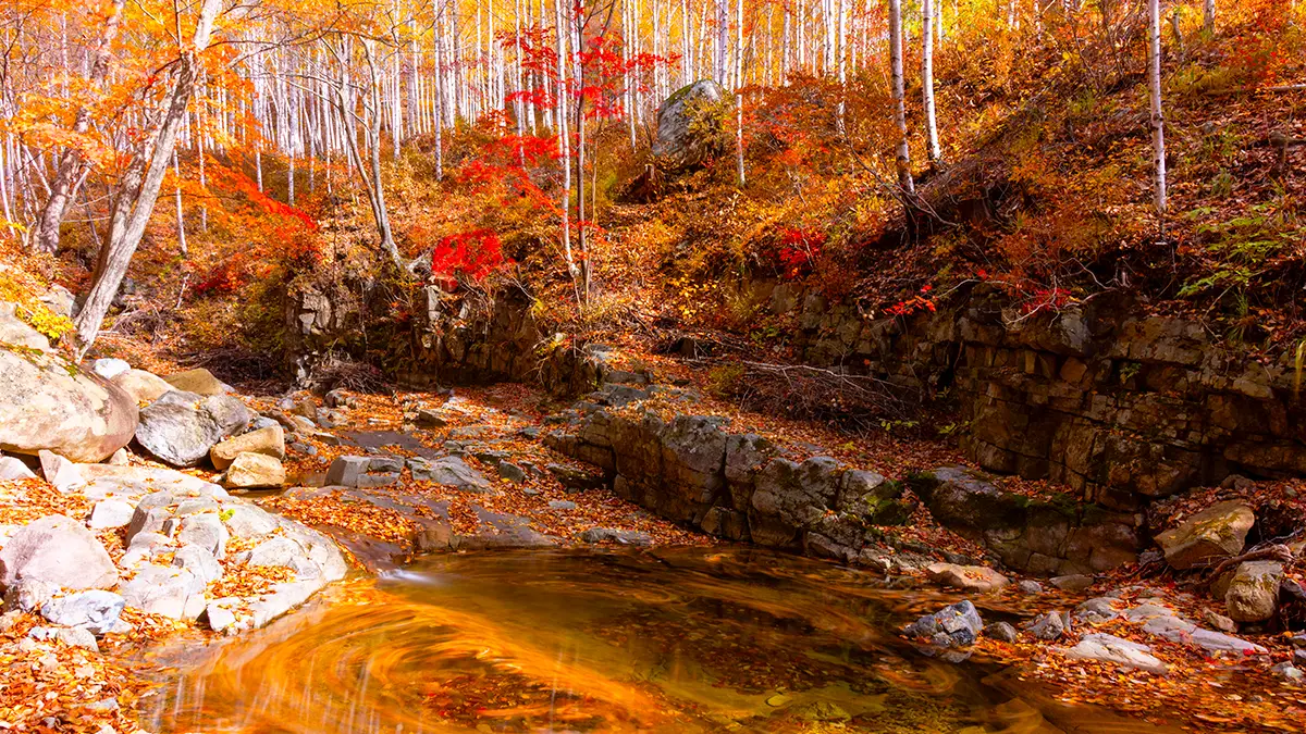 영양 자작나무숲 영양 자작나무숲