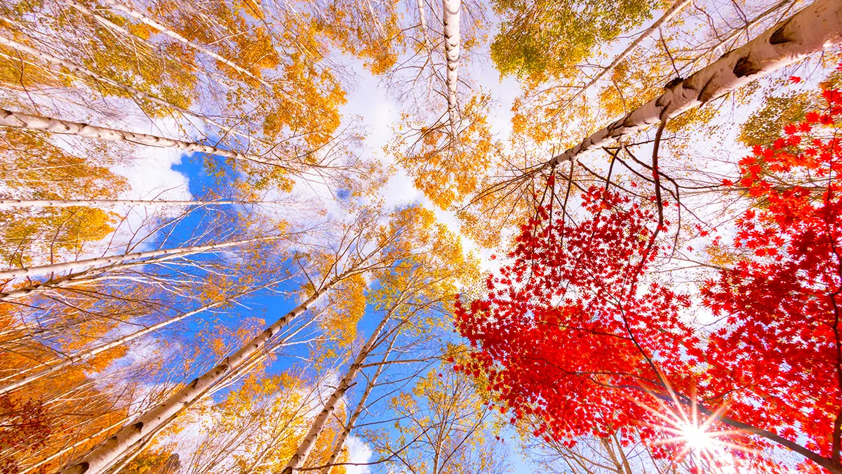 영양 자작나무숲 하늘 영양 자작나무숲 하늘