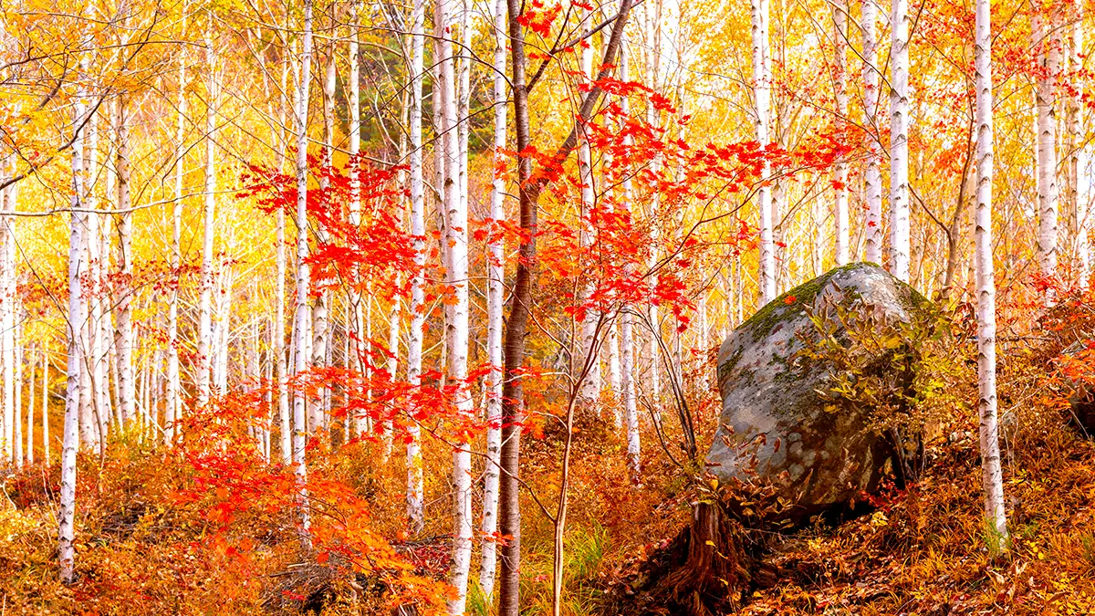 영양 자작나무숲 가을 영양 자작나무숲 가을