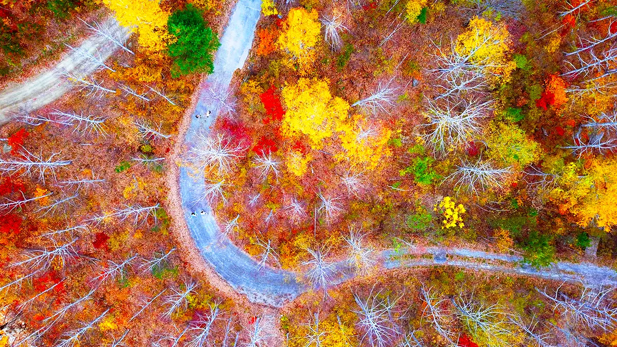 영양 자작나무숲 항공사진 영양 자작나무숲 항공사진