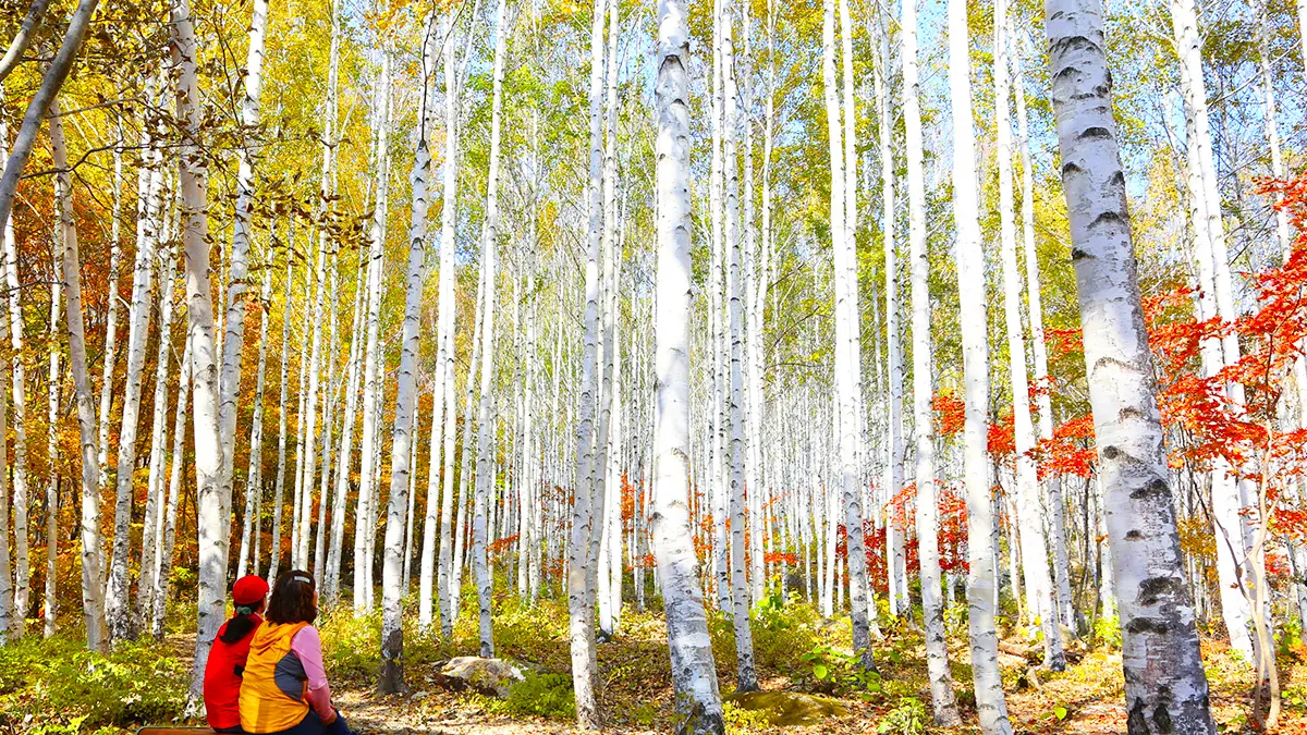 영양 자작나무숲 가을 전경 영양 자작나무숲 가을 전경