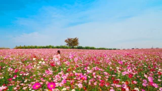 아그로랜드 태신목장 코스모스 가을