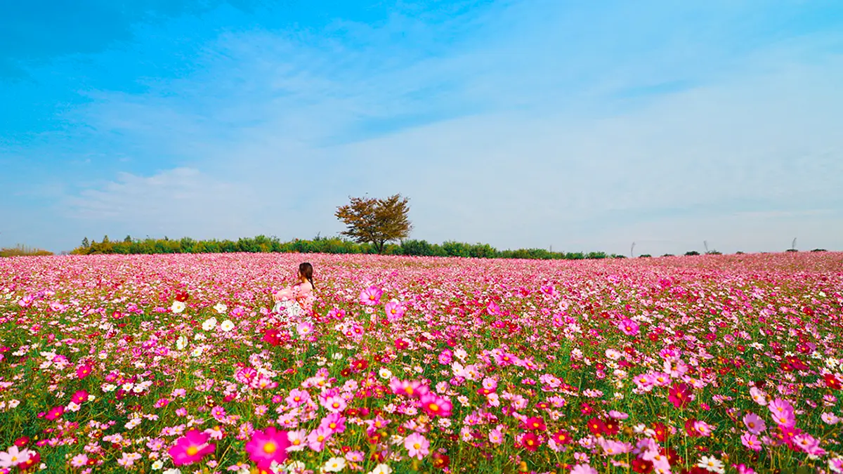 아그로랜드 태신목장 코스모스 가을