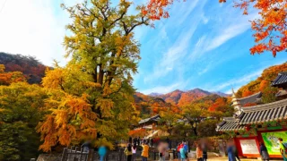 용문사 가을 전경